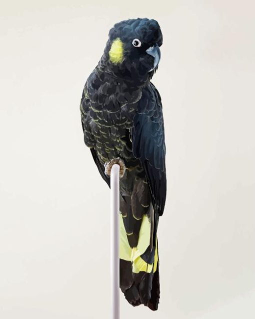 Yellow Tailed Black Cockatoo Diamond Painting