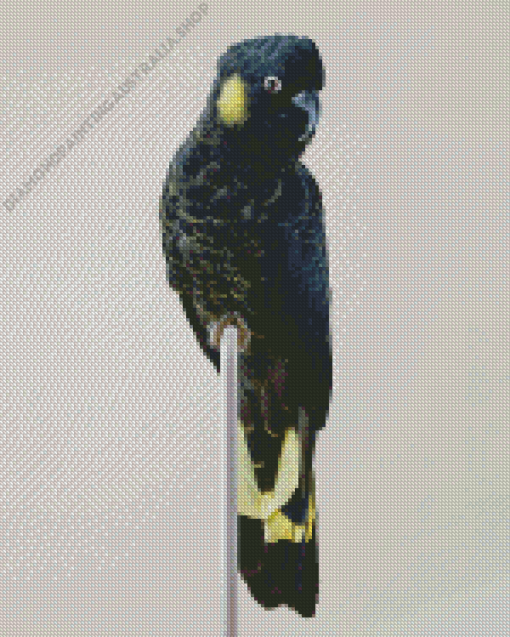 Yellow Tailed Black Cockatoo Diamond Painting