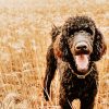 Black Happy Poodle Diamond Painting