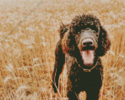 Black Happy Poodle Diamond Painting