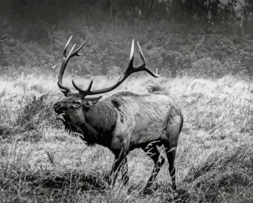 Black And White Elk Diamond Painting