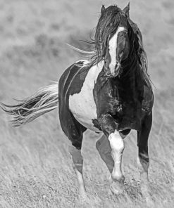 Black And White Horse Photography Diamond Painting