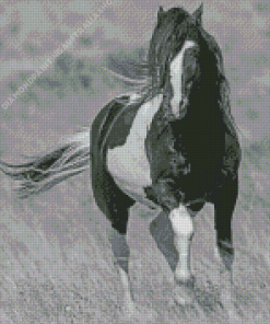 Black And White Horse Photography Diamond Painting