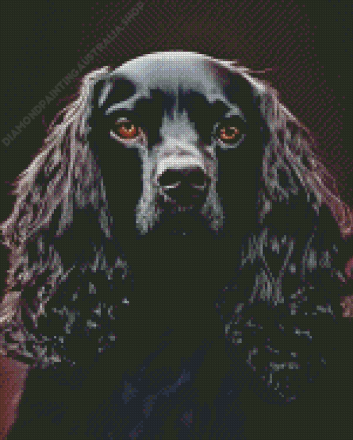 Black English Spaniel Diamond Painting