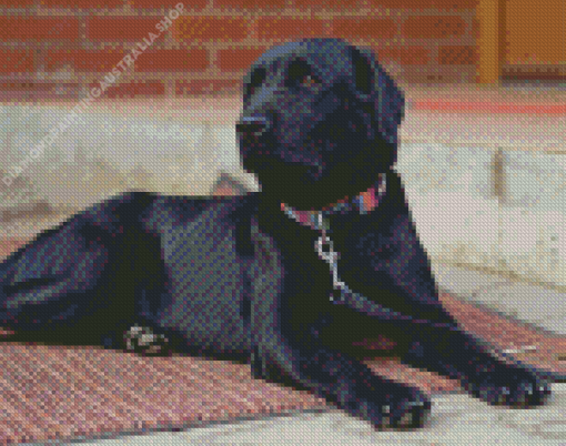 Black Labrador Retriever Dog Diamond Painting