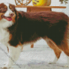 Breed Profile Australian Shepherd Diamond Painting