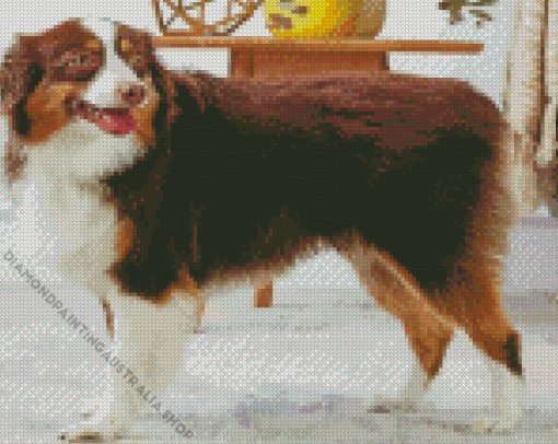 Breed Profile Australian Shepherd Diamond Painting