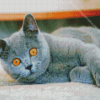 British Shorthair Cat Diamond Painting