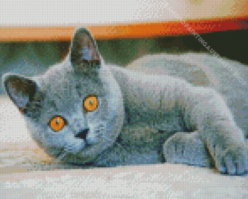 British Shorthair Cat Diamond Painting