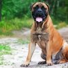 Bullmastiff Diamond Painting