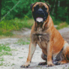 Bullmastiff Diamond Painting