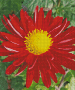 Chrysanthemum Red Flower Diamond Painting