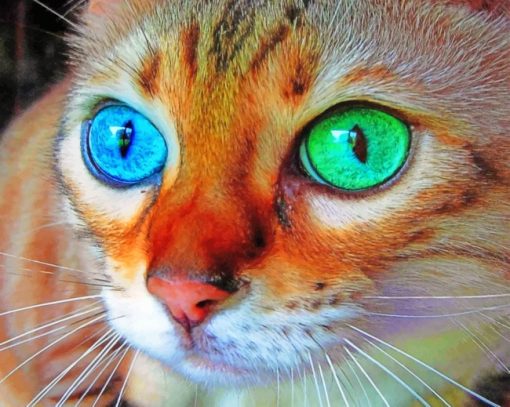 Close Up Cat Diamond Painting