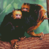 Golden Headed Lion Tamarin Twins Diamond Painting