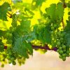 Green Grape Vines Diamond Painting