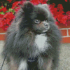 Grey Pomeranian With Pink Flowers Diamond Painting