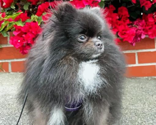 Grey Pomeranian With Pink Flowers Diamond Painting