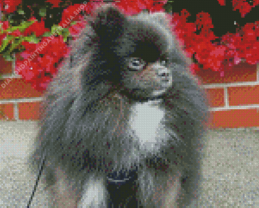 Grey Pomeranian With Pink Flowers Diamond Painting