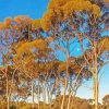 Gum Trees Landscape Diamond Painting