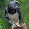 Harpy Eagle Diamond Painting