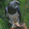 Harpy Eagle Diamond Painting