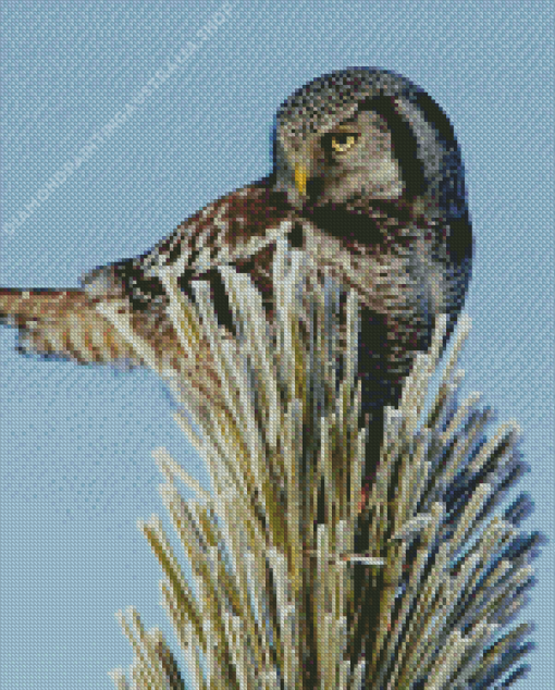 Hawk Owl Diamond Painting