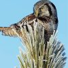 Hawk Owl Diamond Painting