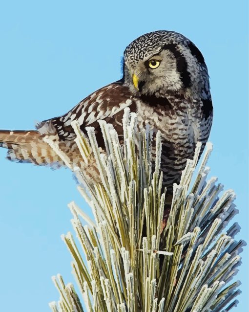 Hawk Owl Diamond Painting