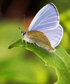 Holly Blue Butterfly Insect Diamond Painting