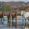 Horses in Arizona Diamond Painting