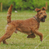 Irish Terrier Diamond Painting