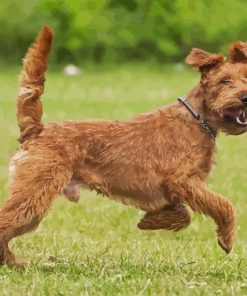 Irish Terrier Diamond Painting