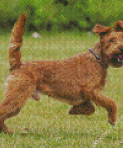 Irish Terrier Diamond Painting