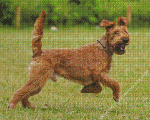 Irish Terrier Diamond Painting