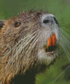 Nutria Animal Diamond Painting