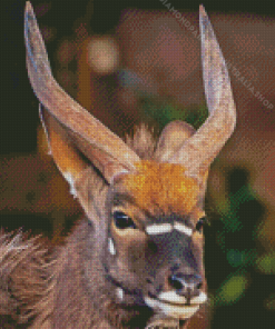 Nyala Diamond Painting