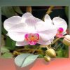 Orchid Flowers Diamond Painting