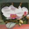 Orchid Flowers Diamond Painting