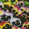 Pansy Flower Diamond Painting