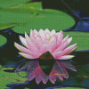 Pink Water Lily Flower And Lake Diamond Painting