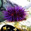 Purple Sea Urchin Diamond Painting