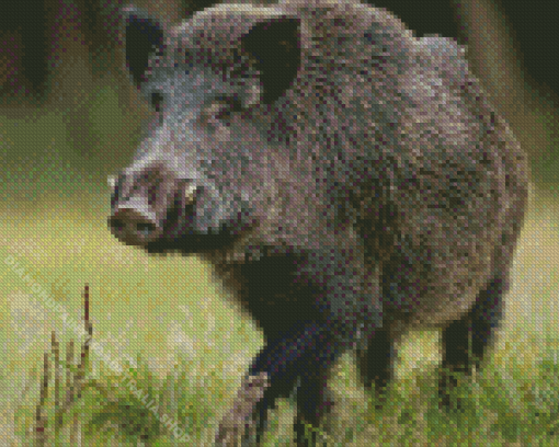 Razorback Pig Diamond Painting