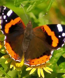 Red Admiral Butterfly Diamond Painting