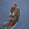 Red Tailed Hawk Diamond Painting