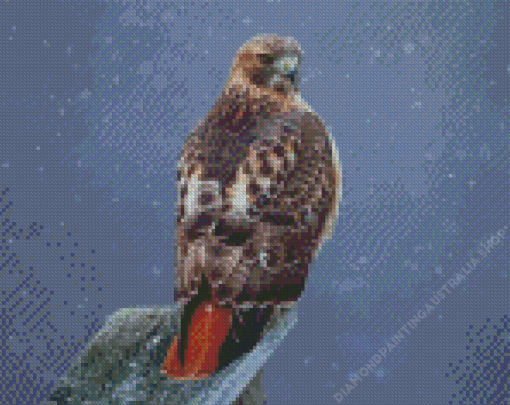 Red Tailed Hawk Diamond Painting