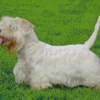 Sealyham Terrier Diamond Painting