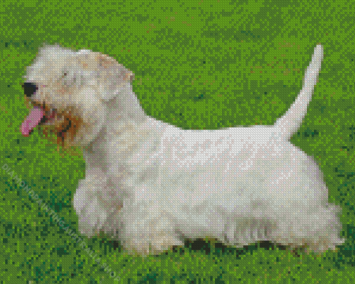 Sealyham Terrier Diamond Painting