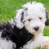 Sheepadoodle Diamond Painting