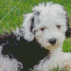 Sheepadoodle Diamond Painting