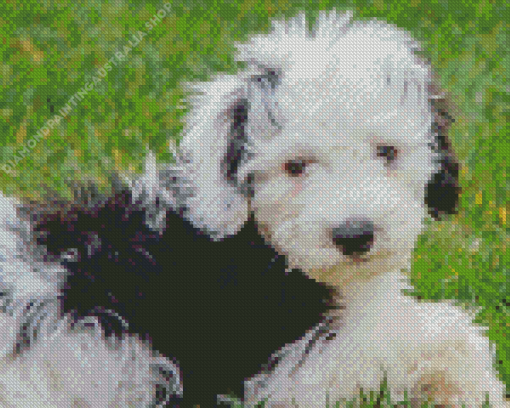 Sheepadoodle Diamond Painting